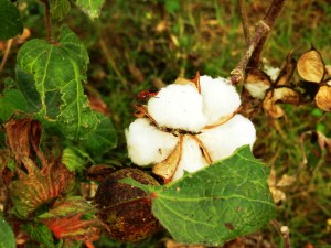 Cotton Flower - Pakistan